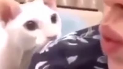 My cat hates my beatbox by Nescafe`