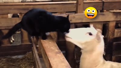 Fortinaiti ila Babajiii 🤣 by Nescafe`