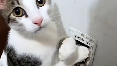 Curious Cats 🐱 (Social Media & Platforms) by @nesscafe