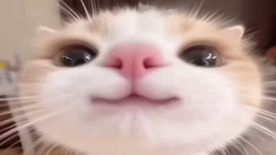 cute cat 😍 (Cats) by @tubeisty