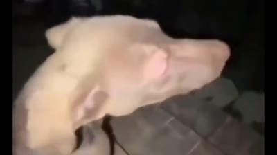 Fear is fear (Dogs)