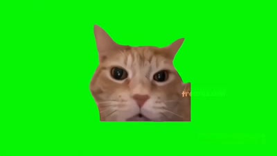 Laughing cat (Cats) by @flashmemes