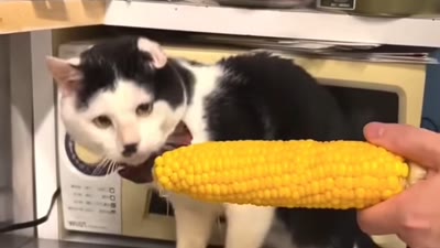 This face looks familiar (Gatos) de @goat