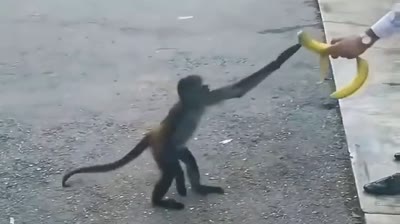 the last banana bender (Animali e Natura) di @nesscafe
